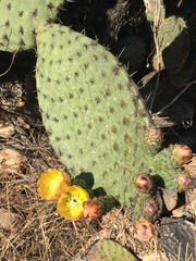 Opuntia joconostle