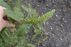 Amaranthus retroflexus