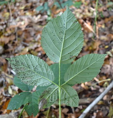 Rubus praecox