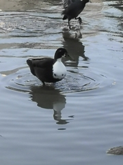 Anas platyrhynchos domesticus