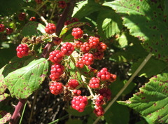 Rubus praecox