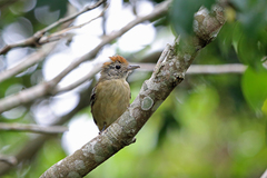 Sooretama Slaty-Antshrike photo 4