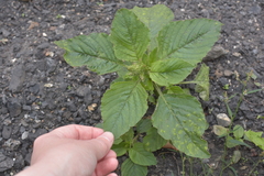 Amaranthus retroflexus