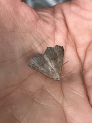 Prochoerodes forficaria