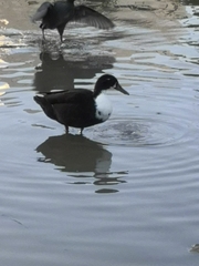 Anas platyrhynchos domesticus