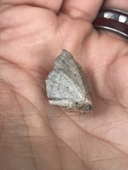 Prochoerodes forficaria