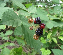 Rubus praecox
