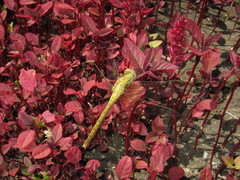 Orthetrum coerulescens anceps