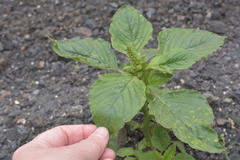 Amaranthus retroflexus