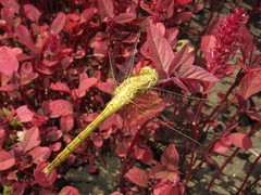 Orthetrum coerulescens anceps