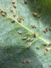 Psyllaephagus pilosus