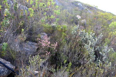 Leucospermum wittebergense