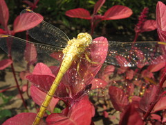 Orthetrum coerulescens anceps
