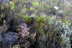 Leucospermum wittebergense