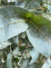 Psyllaephagus pilosus