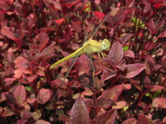 Orthetrum coerulescens anceps