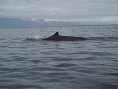 Balaenoptera physalus