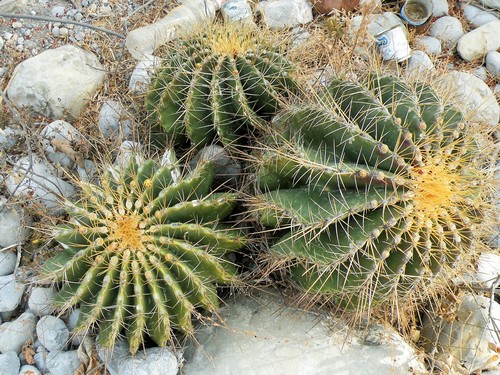 Parrycactus echidne