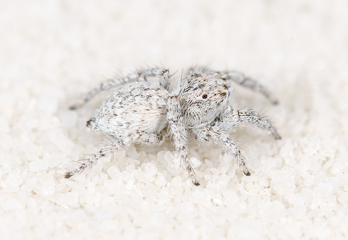 Habronattus amicus