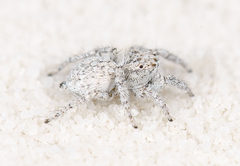 Habronattus amicus