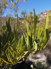 Dodonaea viscosa angustifolia