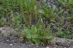 Plantago major