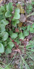Pyrola minor