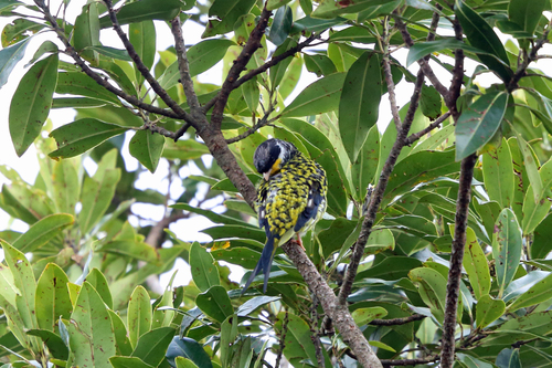Phibalura flavirostris