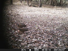 Ptilopachus petrosus