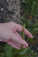 Plantago major