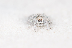 Habronattus amicus