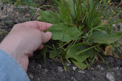 Plantago major