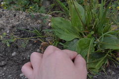 Plantago major