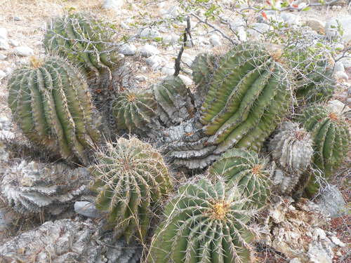Parrycactus echidne