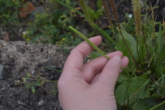 Plantago major