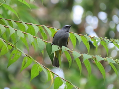 Rubigula cyaniventris