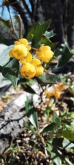 Berberis ruscifolia