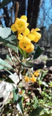 Berberis ruscifolia