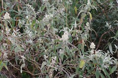Buddleja salviifolia