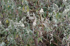 Buddleja salviifolia
