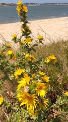 Scolymus hispanicus