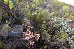 Leucospermum wittebergense