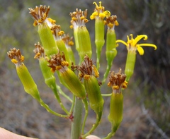Senecio junceus