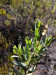 Lobostemon glaucophyllus