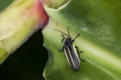 Pyrogaster moestus