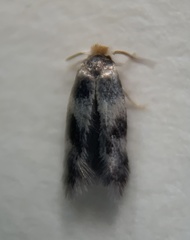 Etainia sericopeza
