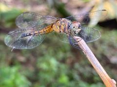 Brachydiplax chalybea