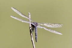 Libellula comanche