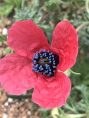 Papaver hybridum