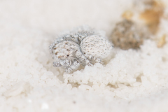 Habronattus amicus